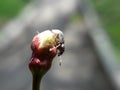 Ukraine bud Royalty Free Stock Photo